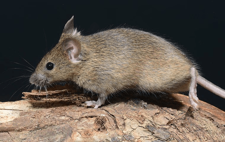 common house mouse in los angeles