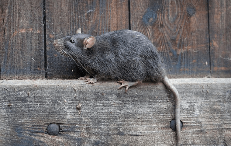 large norway rat in Los Angeles