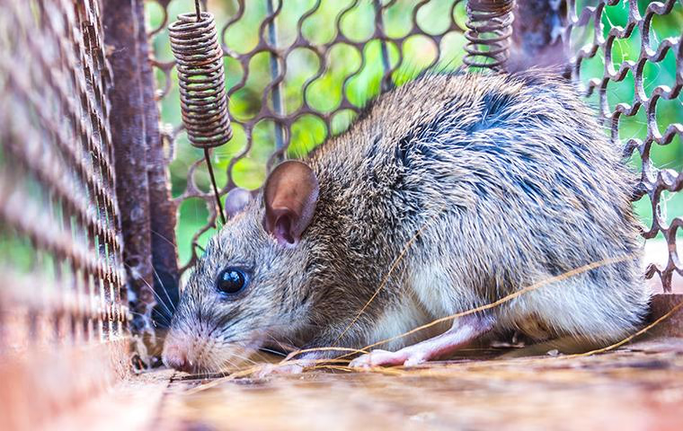 rat caught in a trap